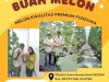 WISATA PETIK BUAH MELON DI DESA BOGEM KECAMATAN BAYAT
