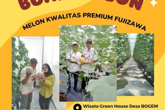 WISATA PETIK BUAH MELON DI DESA BOGEM KECAMATAN BAYAT