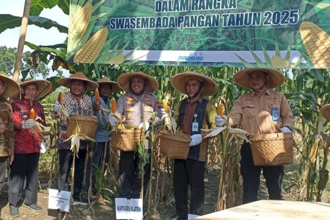 Sukseskan Swasembada Pangan nasional, Polres Klaten Panen Jagung di Lahan Binaan Desa Dukuh Kecamatan Bayat