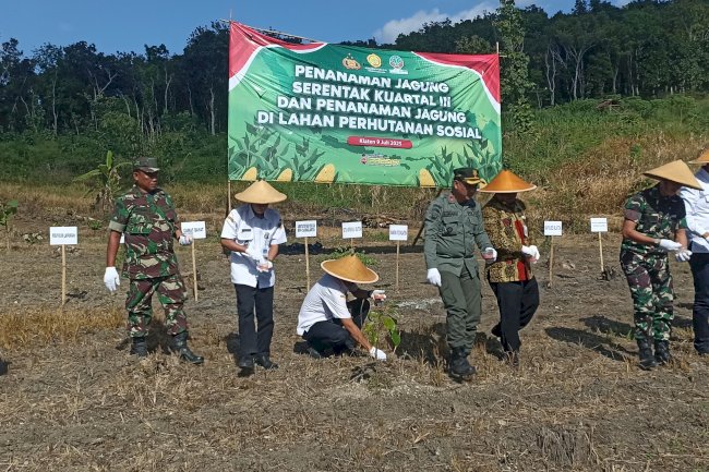 Kegiatan Penanaman Jagung Serentak Kuartal III di Lahan Perhutani Sosial yang Berada di Desa Krakitan
