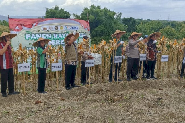 Panen Raya Jagung Desa Krakitan, Bukti Sinergi Petani dan Pemerintah