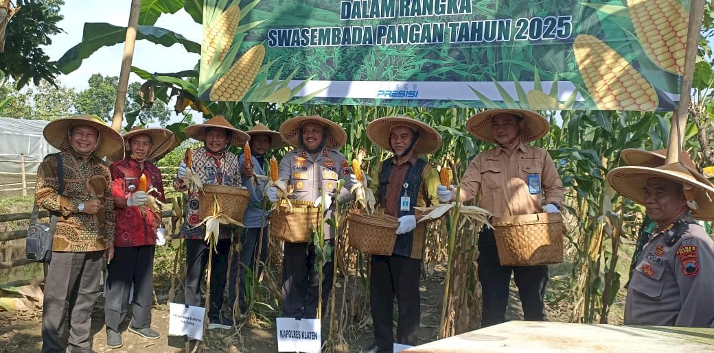 Sukseskan Swasembada Pangan nasional, Polres Klaten Panen Jagung di Lahan Binaan Desa Dukuh Kecamatan Bayat