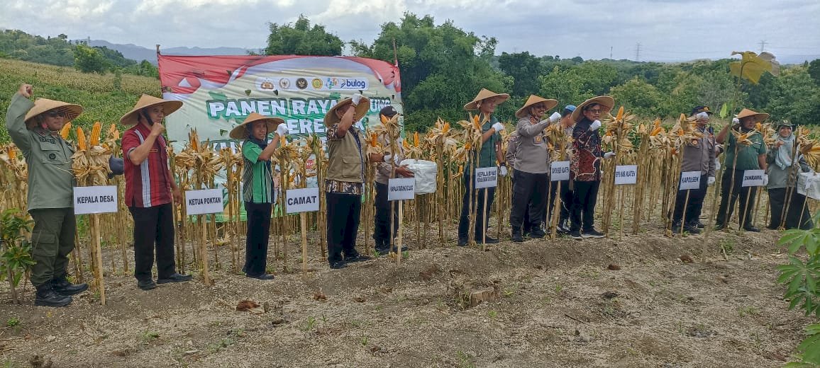 Panen Raya Jagung Desa Krakitan, Bukti Sinergi Petani dan Pemerintah